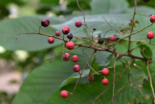 あかいいがなるきのなまえ