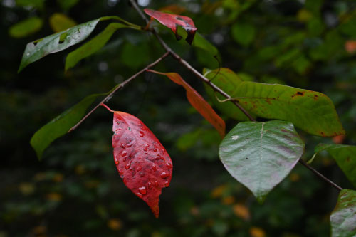 ツーペロの木,(チュペロ),樹木