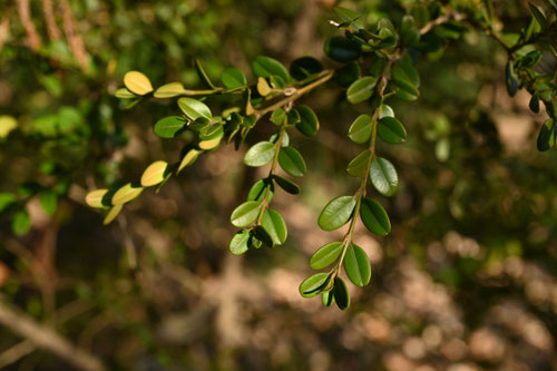 柘植,つげの木,ツゲ,植木