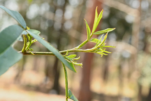 ふゆざんしょうの木,特徴