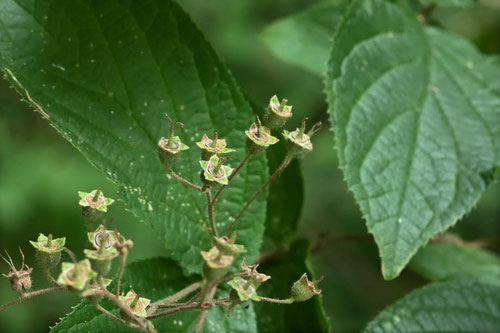 Fuzzy deutzia