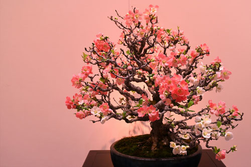 ボケの花,盆栽,bonsai,quince