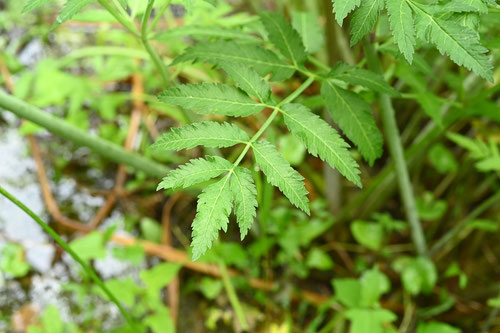 Water-hemlock