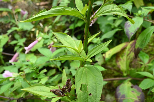 曙草,葉,あけぼのそう,アケボノソウ