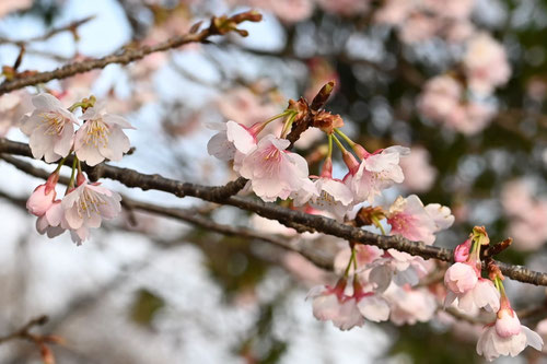 早咲きの桜,アンギョウカンザクラ