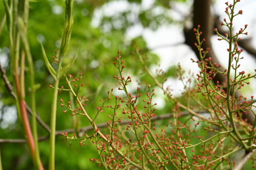 カイノキ,雌花,めばな,かいのき,楷の木