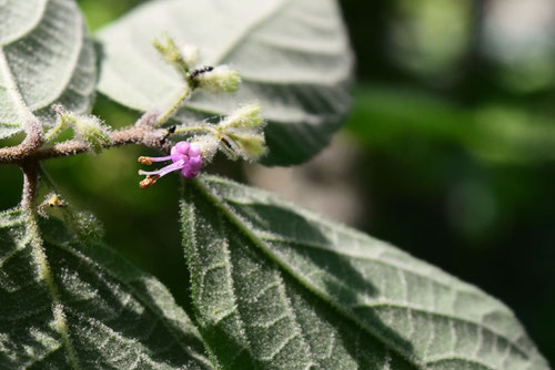 ヤブムラサキの花,画像,やぶむらさき