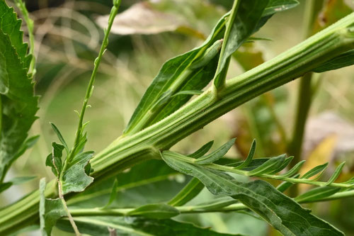 紫苑,しおん,花,Tatarian aster,flower,シオン