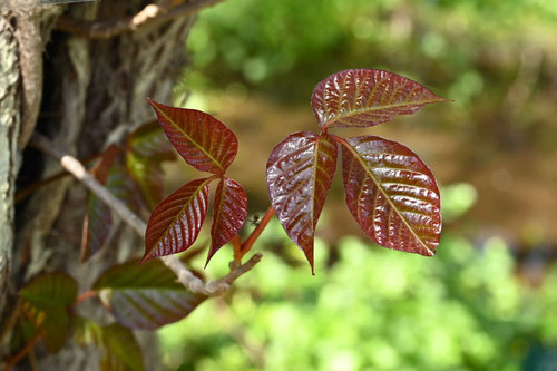 つたうるし,葉っぱ,蔦漆,植物