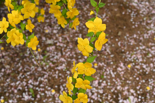 やまぶき,ヤマブキ,植物