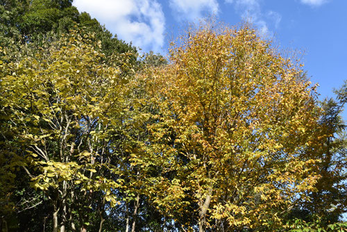 紅葉期,アズサの木,ミズメ,みずめ