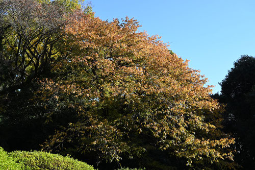 いぬざくら,樹木,紅葉