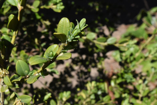 つげの木,柘植,植木,ほんつげ