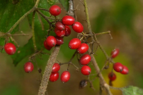 ガマズミの木,赤い実,がまずみ