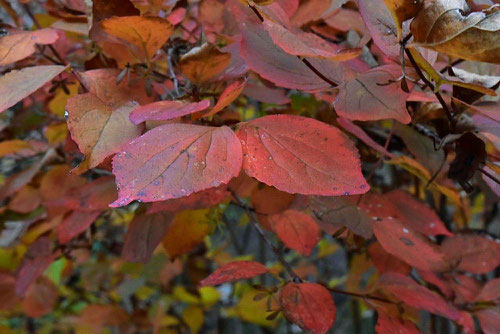 ツクバネウツギの紅葉,黄葉