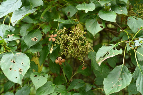 蔓紫陽花の果実,つるあじさい,ツルアジサイ
