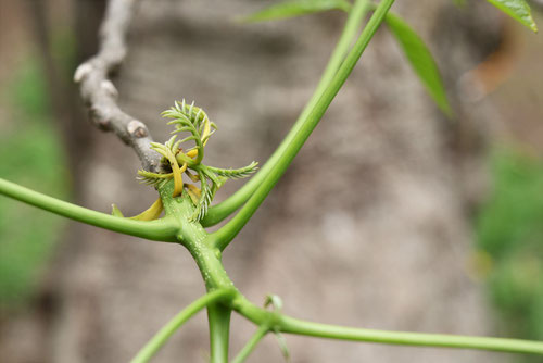 むくろじ,新芽,ムクロジ,植物