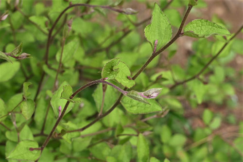 高野ほうき,植物,こうやぼうき