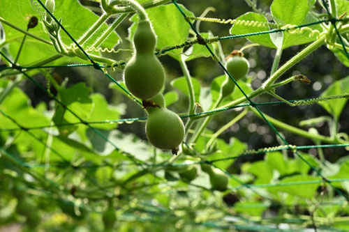 ひょうたん,瓢箪の実,ヒョウタン