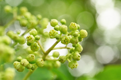 ゴンズイ,ごんずい,開花時期