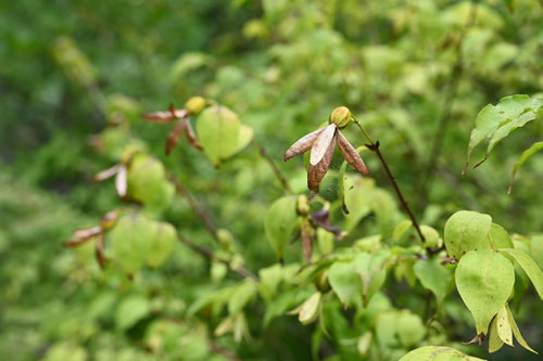 つくばね,植物,ツクバネ