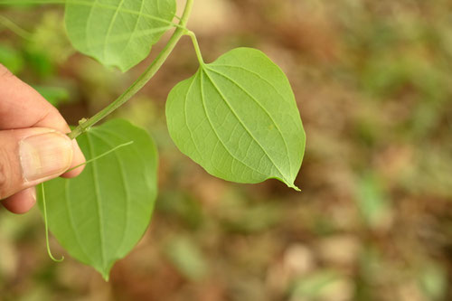 シオデ,植物