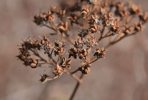しもつけ,シモツケ,Japanese spirea,seed
