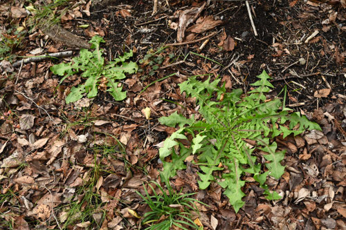せいようたんぽぽ,セイヨウタンポポ,西洋蒲公英