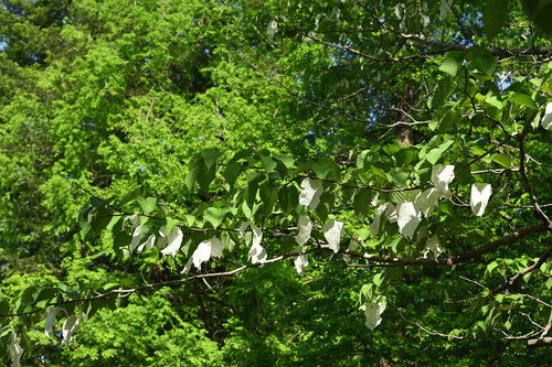 Ghost tree,Pocket handkerchief tree