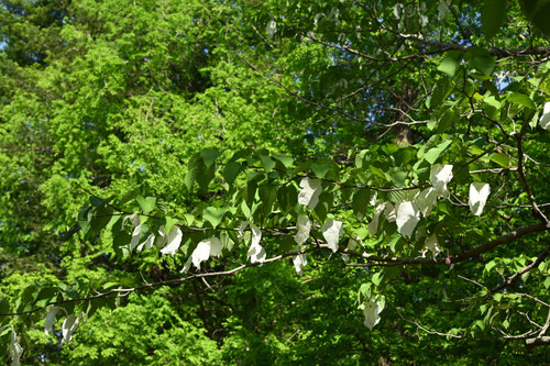 ハンカチの木,Ghost tree,Pocket handkerchief tree