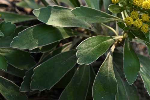イソギク,葉っぱ,いそぎく,磯菊