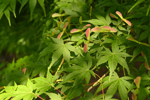 イロハモミジとは,イロハカエデ,もみじのタネ