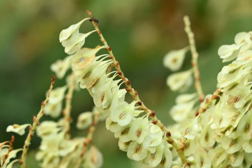 虎杖,植物,スカンポの実,すかんぽ,イタドリ