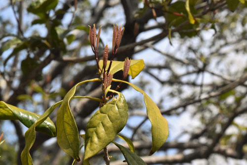 金木犀,画像,キンモクセイ,きんもくせい