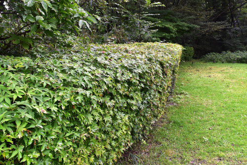 イロハモミジとは,モミジの垣根,いろはかえで