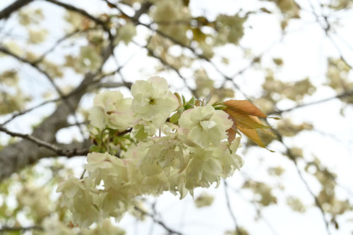 黄色い桜,名前,種類