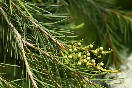 Medical tea tree
