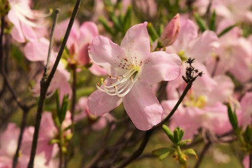 くろふねつつじ,花,クロフネツツジ