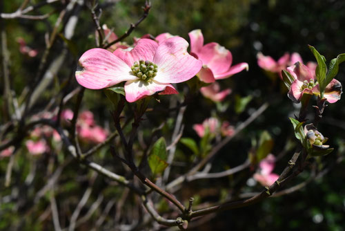 ハナミズキの花の品種,はなみずき,花水木,樹木