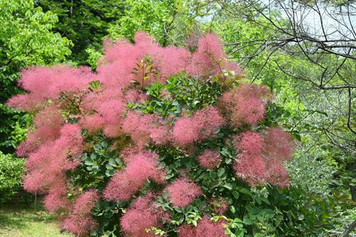 ７月に咲くピンク色の花