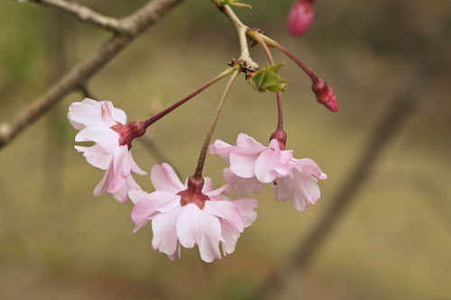 シダレザクラ,しだれざくら,枝垂れ桜の木