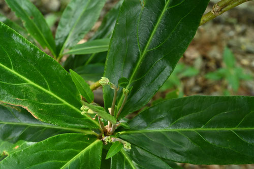 百両,植物,特徴,ひゃくりょう