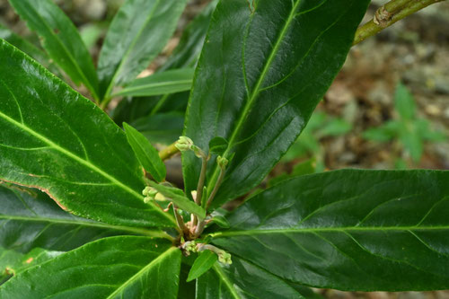 カラタチバナ,ヒャクリョウ,百両,植物,特徴,ひゃくりょう