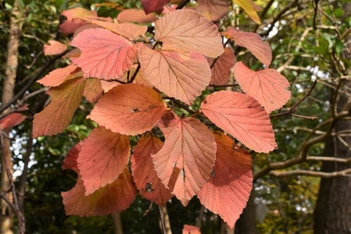 がまずみ,紅葉