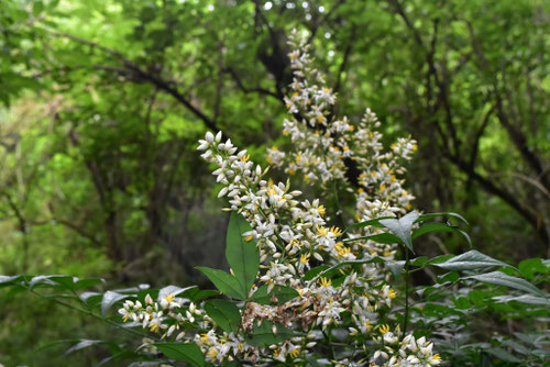 Nandina in Japan,南天の木