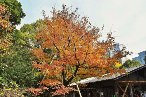 べにかえで,植木,あめりかはなのき