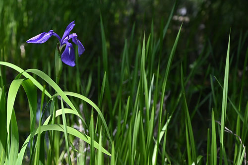 燕子花,どんな花,カキツバタ,杜若