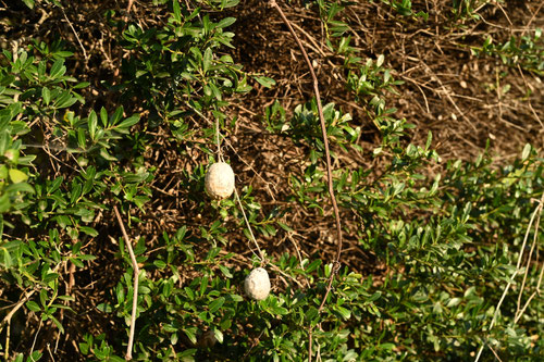 club gourd,カラスウリ,からすうり