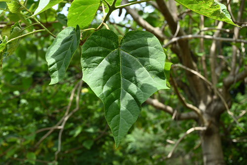 Paulownia,Empress tree,leaf