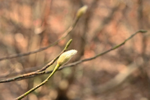 タムシバ,Willow-leafed magnolia